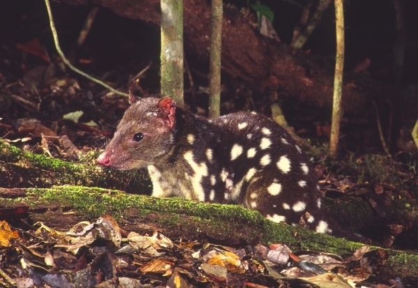 Spotted-tailed Quoll